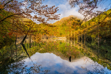 Obraz premium 夜明け前の自然湖の水面に映る紅葉