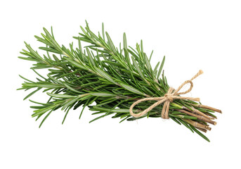 Isolated bunch of fresh rosemary herb tied with twine ready for cooking recipes, fresh greens