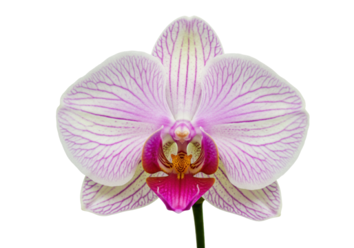 Isolated moth orchid flower in pink, purple and yellow against a clean backdrop, beauty botany