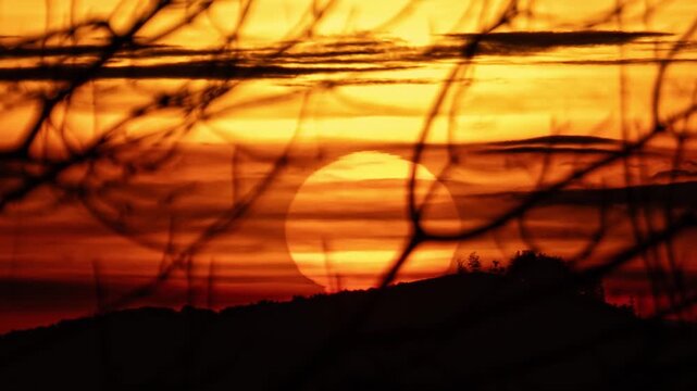 Golden Sunrise Behind Tree Branch Silhouettes, Peaceful Morning Nature Time Lapse
