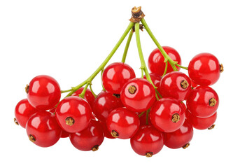 Isolated juicy fresh redcurrants on the branch, macro detailed healthy and delicious berries