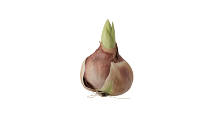 Sprouting Amaryllis bulb