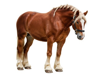 Isolated Brown Horse in Harness with Braided Mane looking down in front of nothingness