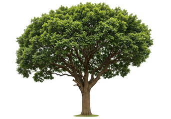 Isolated European oak tree with a full green crown and detailed branches viewed from below