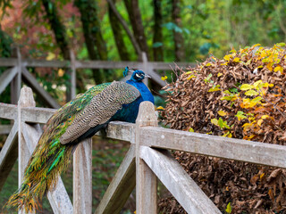 Beautiful peacock resting on a wooden fence in an autumn garden. Its vibrant feathers contrast with the warm tones of the surrounding foliage.