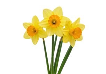 Isolated three daffodils close-up. Beautiful yellow flowers with green stems. Nature, garden