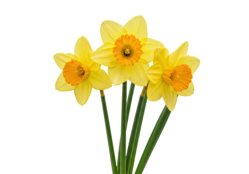 Isolated three daffodils close-up. Beautiful yellow flowers with green stems. Nature, garden