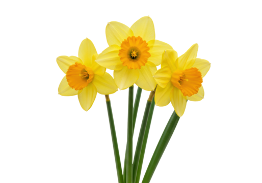 Isolated three daffodils close-up. Beautiful yellow flowers with green stems. Nature, garden