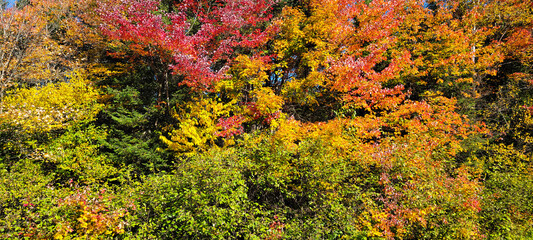 Multicolored foliage in autumn in Canadian forests