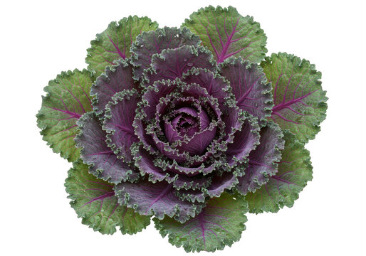 Isolated ornamental kale rosette with frilly edges and purple and green leaf coloration