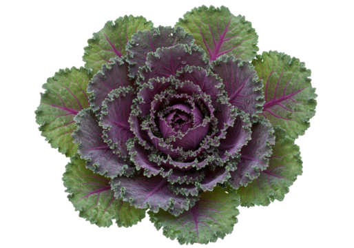 Isolated ornamental kale rosette with frilly edges and purple and green leaf coloration