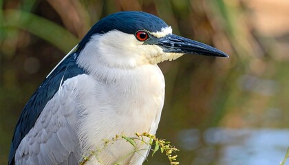 A close-up portrait of a bird with striking white chest and face, contrasting with a black cap, long dark beak, and red eyes