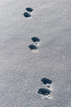 Minimal snow footprints track creating linear winter pattern