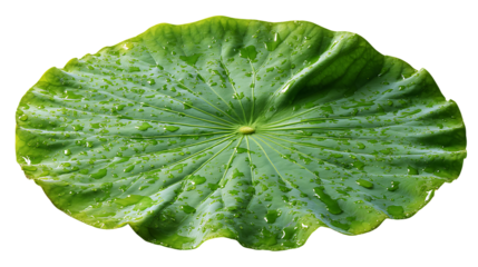 Green lotus leaf with water drops on a transparent background	
