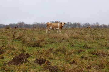 A red and white patched cow stands in a rural pasture covered in dry grass and clumps of soil, looking directly at the camera. A gloomy, light gray sky and a line of leafless trees on the horizon crea