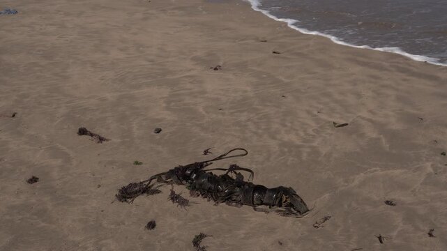 Seaweed on the edge of the beach with fine sand, along with waves that continually come and go.