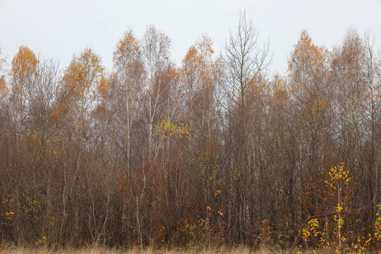 ​A line of trees with sparse autumn foliage and bare branches stands against a gray, overcast sky. The warm brown and yellow hues of the remaining leaves contrast with the pale birch trunks,