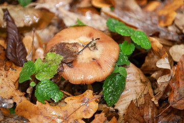 A single, large mushroom with a glossy orange-brown cap is partially covered by wet fallen leaves and surrounded by bright green herbaceous plant leaves. The macro shot conveys the damp, texture-rich 
