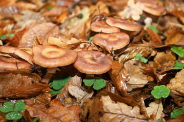 A cluster of small brownish-russet mushrooms grows among a thick layer of damp fallen leaves, predominantly in brown and golden shades. Isolated bright green wood sorrel (clover) leaves add contrast, 