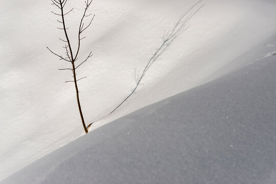 Lonely tree casting delicate shadow geometry on snow