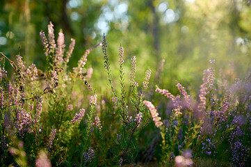 Pink common heather (Calluna vulgaris) blossoming outdoors.