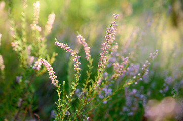 Pink common heather (Calluna vulgaris) blossoming outdoors.