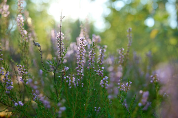 Pink common heather (Calluna vulgaris) blossoming outdoors.