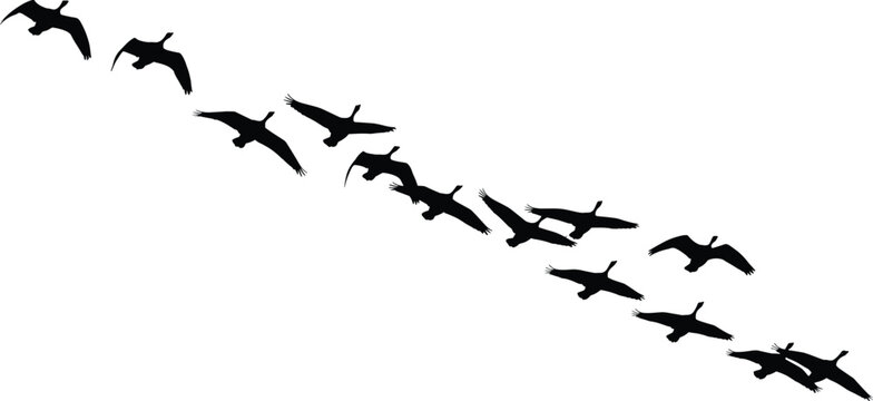 Illustration of silhouette of a flock of birds flying in formation, , creating a sense of migration and freedom in nature