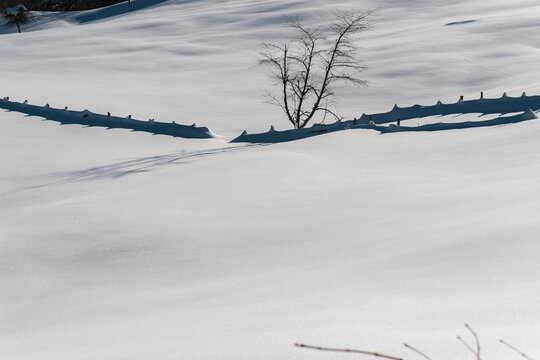 Bare tree standing alone over untouched white landscape