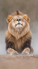Fototapeta premium Powerful male African lion roars fiercely in fog, showcasing majestic mane against dark smoky backdrop in a wild setting