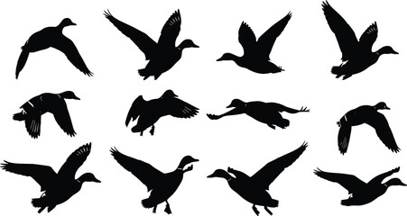 Illustration of silhouette of ducks flying in different positions, vector illustration of wild birds in flight