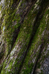 old tree in the Alps of Austria