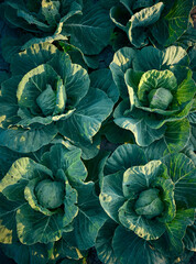 Organic cabbage grow in the vegetable garden.