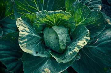 Organic cabbage grow in the vegetable garden.