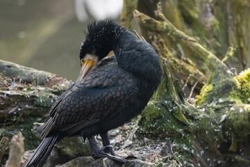 Kormoran