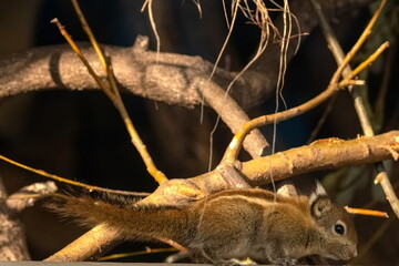 Streifenhörnchen