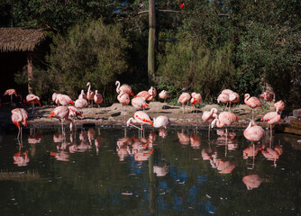 flock of flamingos in the lake