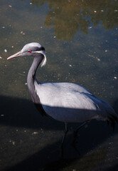 Obraz premium great blue heron