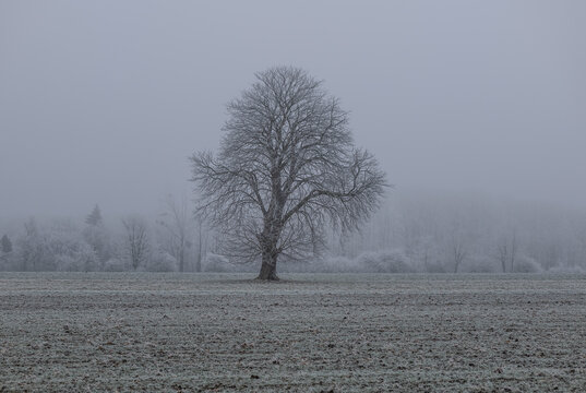 tree on snowy field in winter