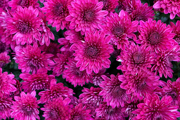 Beautiful pink Chrysanthemums flowers background