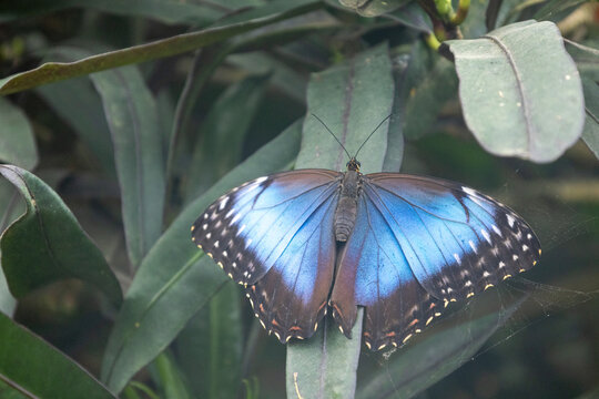 blauer Morphofalter