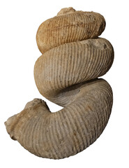 fossil of Ammonite in the stone on white, isolated