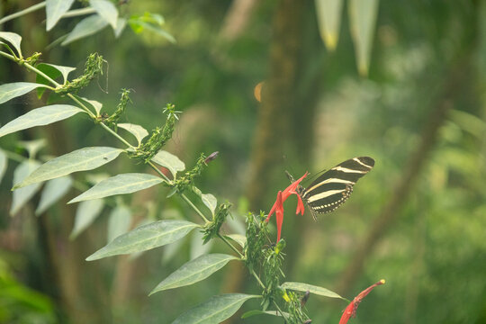 Zebrafalter