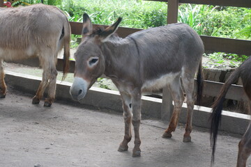 Donkey in a Farm Pen With Greenery in Background, Outdoor Rural Animal Portrait
