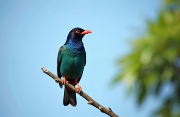 Oriental dollarbird rests on branch against light blue sky. Exotic bird has colorful plumage with blue head, green body and red beak. Bird sits calm in natural environment location.