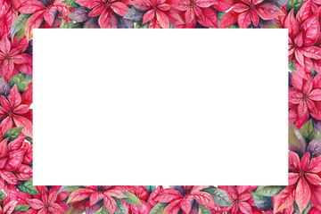 Poinsettia Christmas winter flower and holly berries on branches hand drawn watercolor illustration isolated on white. Bright red rectangular frame for New Year, holiday, festive designs, greetings
