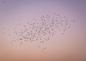 Flock of birds at sunset