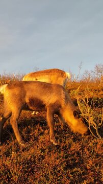 Raindeer in north Norway, Troms&oslash; 