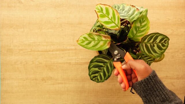 Pruning a Maranta plant for healthy growth