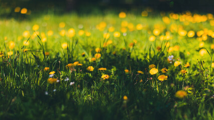 Dandelion Meadow in Spring Sunlight, Shallow Depth of Field